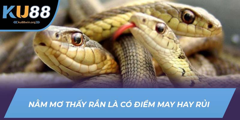Nằm mơ thấy rắn là có điềm may hay rủi